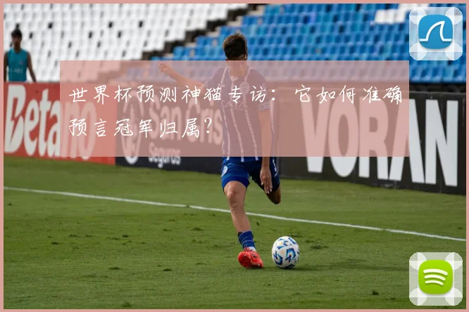 世界杯预测神猫专访:它如何准确预言冠军归属?